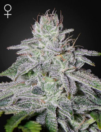 Franco's Lemon Cheese von Green House Seed Co.