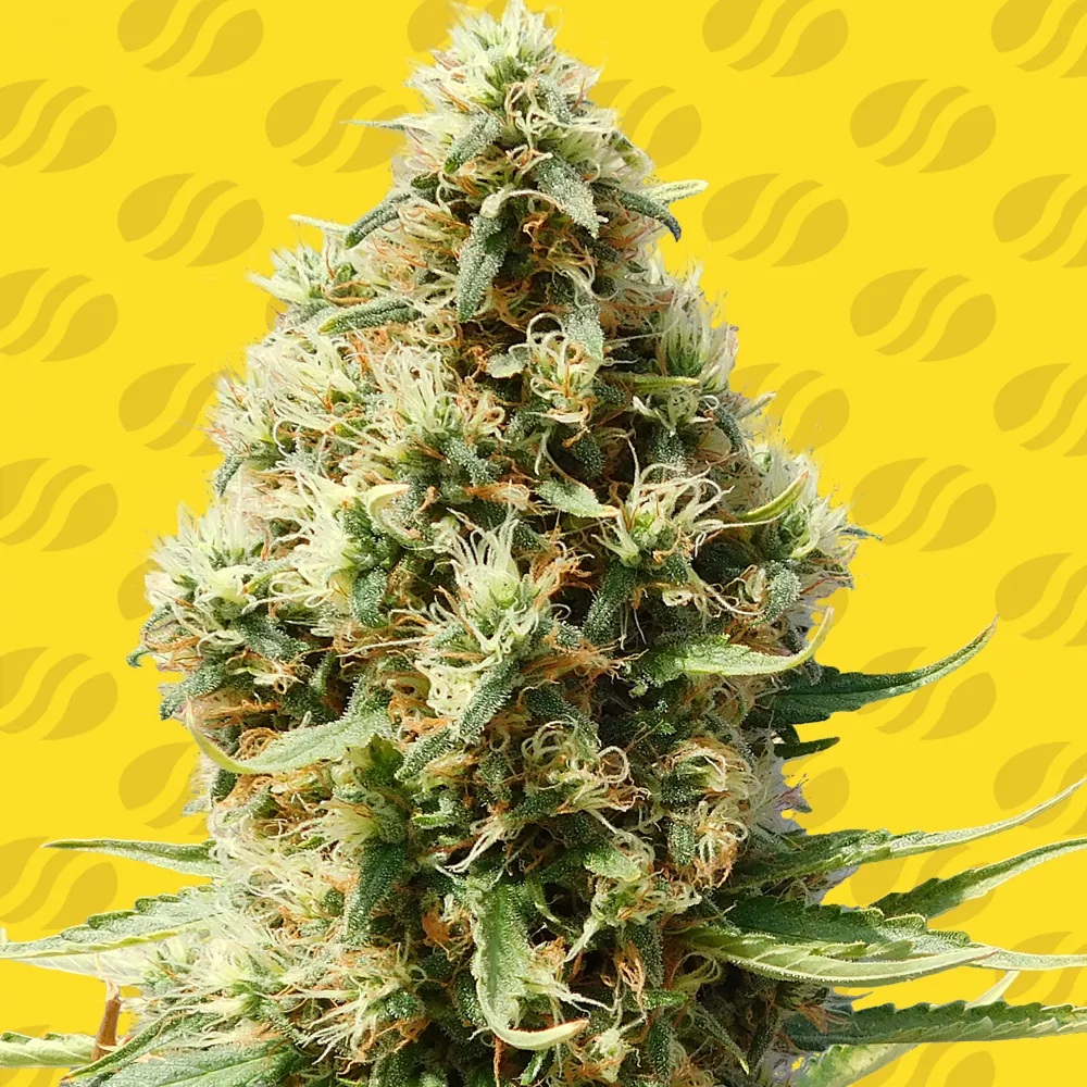 Frosted Guava Auto Original Sensible Seeds