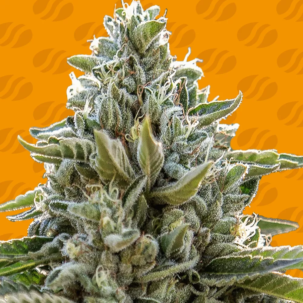 Frosted Guava 3 St. Original Sensible Seeds