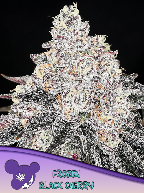 Frozen Black Cherry von Anesia Seeds