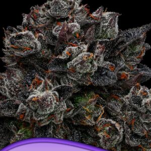 Frozen Black Cherry von Anesia Seeds