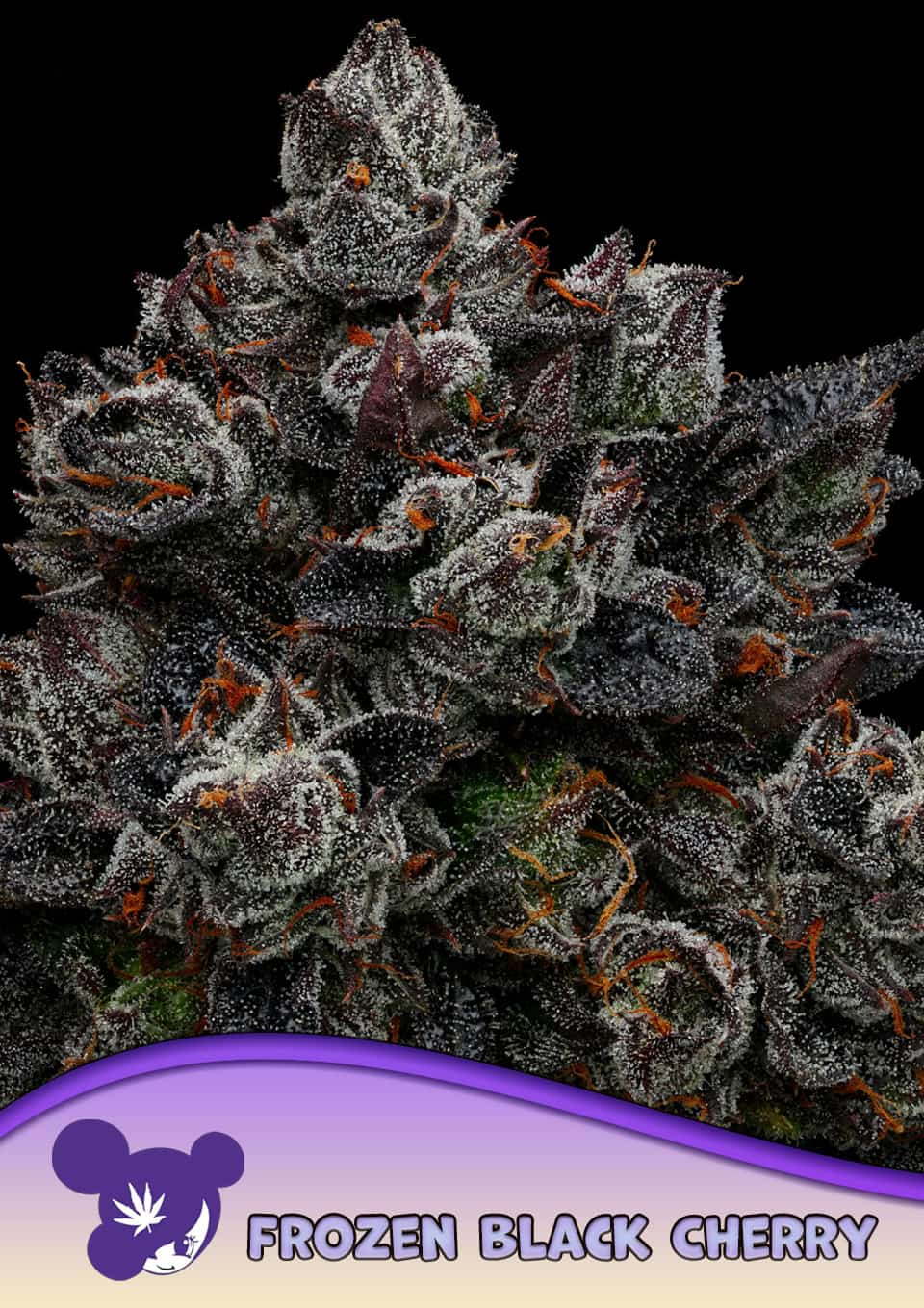 Frozen Black Cherry von Anesia Seeds