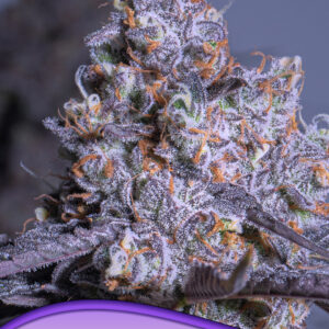 Frozen Black Cherry Auto von Anesia Seeds