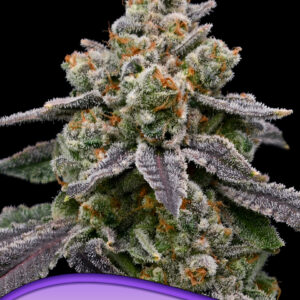 Frozen Face Auto von Anesia Seeds