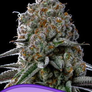 Fryday Boof von Anesia Seeds