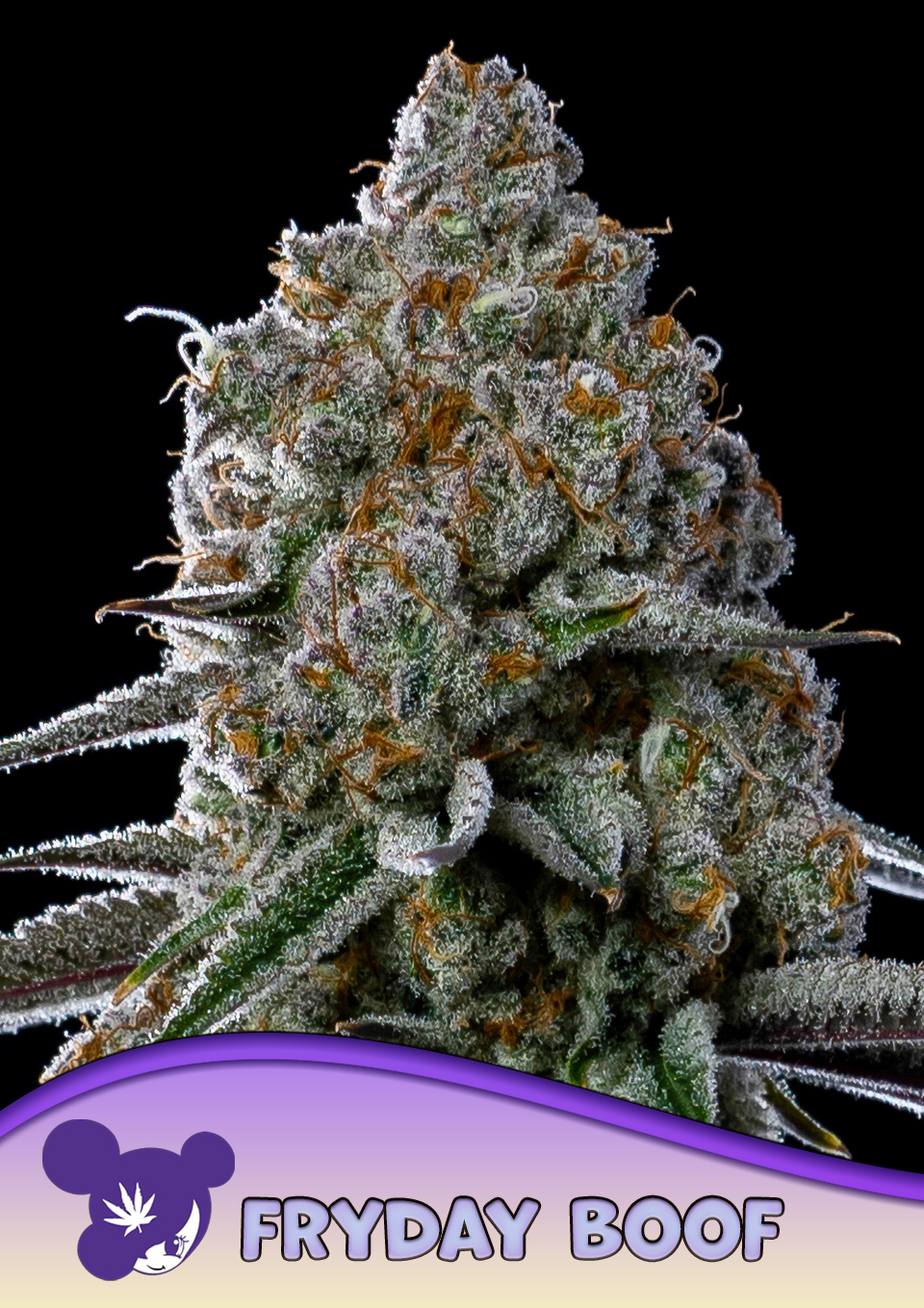 Fryday Boof von Anesia Seeds