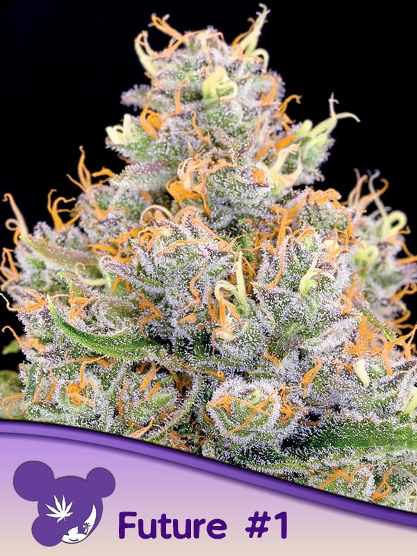 Future #1 10 St. Anesia Seeds