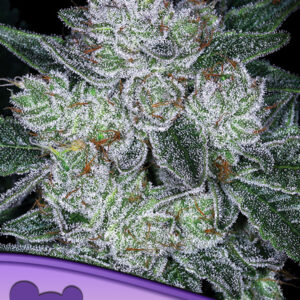 Auto Future #1 von Anesia Seeds