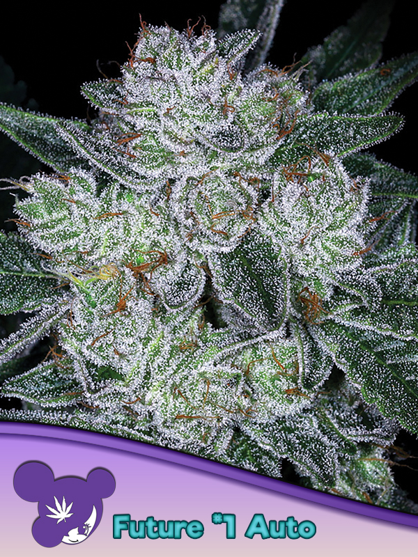 Auto Future #1 von Anesia Seeds