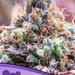 Future Island von Anesia Seeds