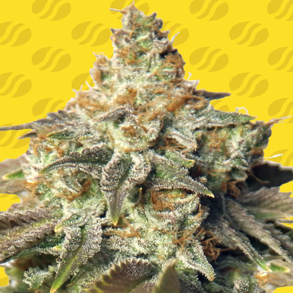 GG 4 Auto Original Sensible Seeds