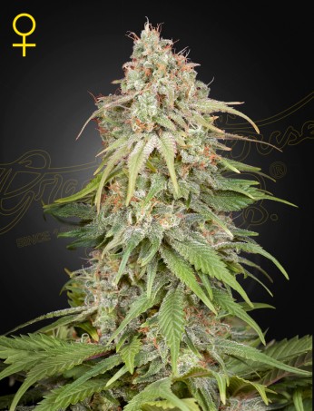GH Amnesia von Green House Seed Co.