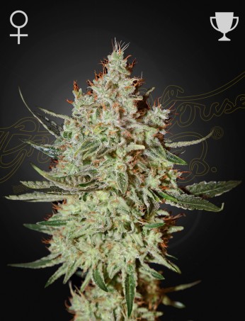 GH Cheese von Green House Seed Co.