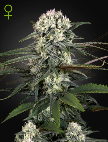 Auto-Bomb von Green House Seed Co.