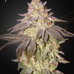Black Toffee Auto von Green House Seed Co.