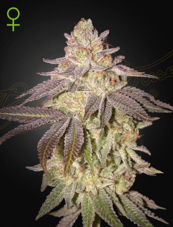 Black Toffee Auto von Green House Seed Co.