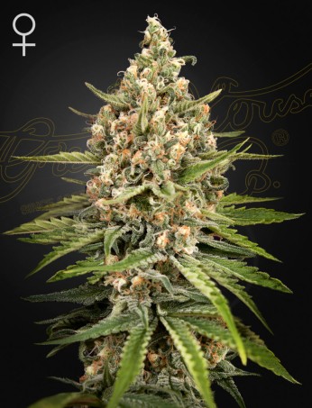 Bubba Slush von Green House Seed Co.