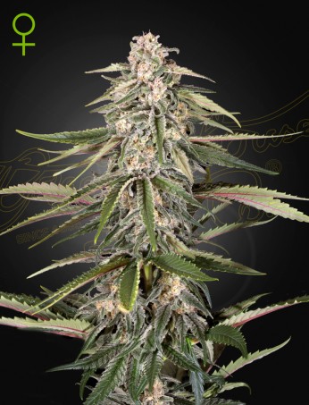 Green-O-Matic Auto von Green House Seed Co.