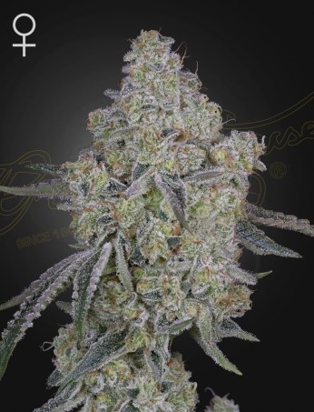 Honey Dipper von Green House Seed Co.