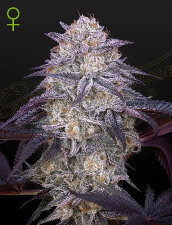 King's Juice Auto von Green House Seed Co.