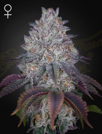 King's Tart von Green House Seed Co.