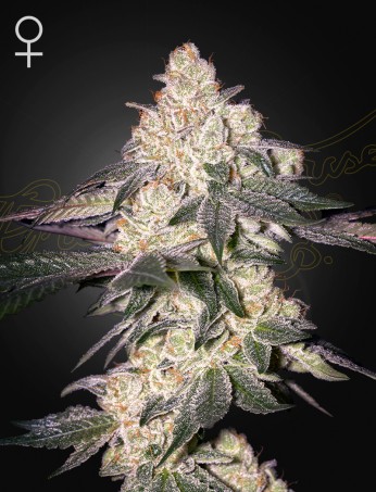 Moweeto von Green House Seed Co.