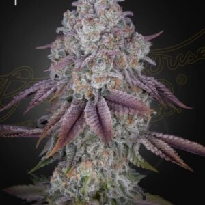 Persian Pie von Green House Seed Co.