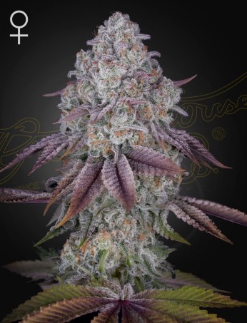 Persian Pie 1 St. Green House Seed Co.