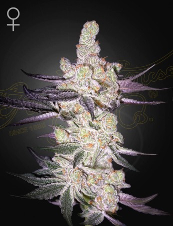 Razuberi von Green House Seed Co.