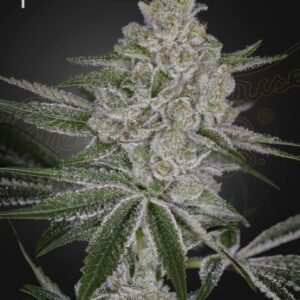 Shishka Lemonade von Green House Seed Co.