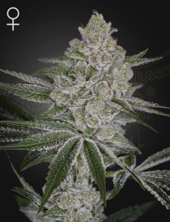 Shishka Lemonade von Green House Seed Co.