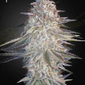 Super Lemon Haze x Pink Candy von Green House Seed Co.
