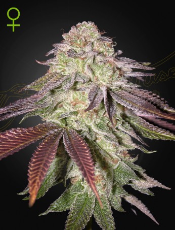Sugarlato Auto von Green House Seed Co.