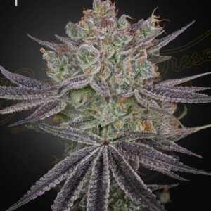 Papaya Sour Spritz von Green House Seed Co.
