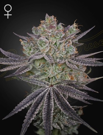 Papaya Sour Spritz von Green House Seed Co.