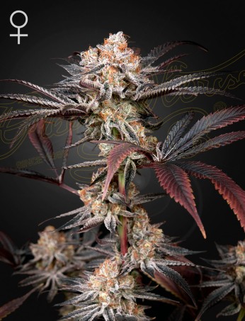 Wonder Pie von Green House Seed Co.