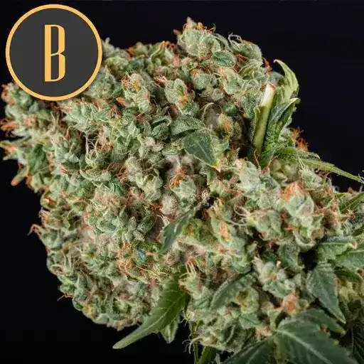 Granddaddy Purple Blimburn Seeds