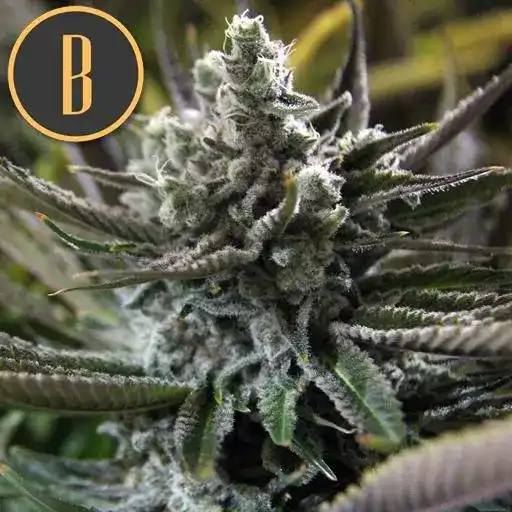 Granddaddy Purple Blimburn Seeds