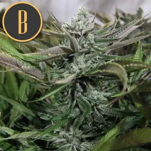 Granddaddy Purple Blimburn Seeds