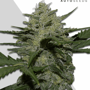 Girl Scout Cookies Auto von Auto Seeds
