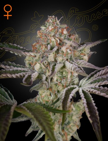 Great White Shark von Green House Seed Co.