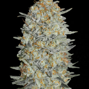 Gelato #33 von Advanced Seeds