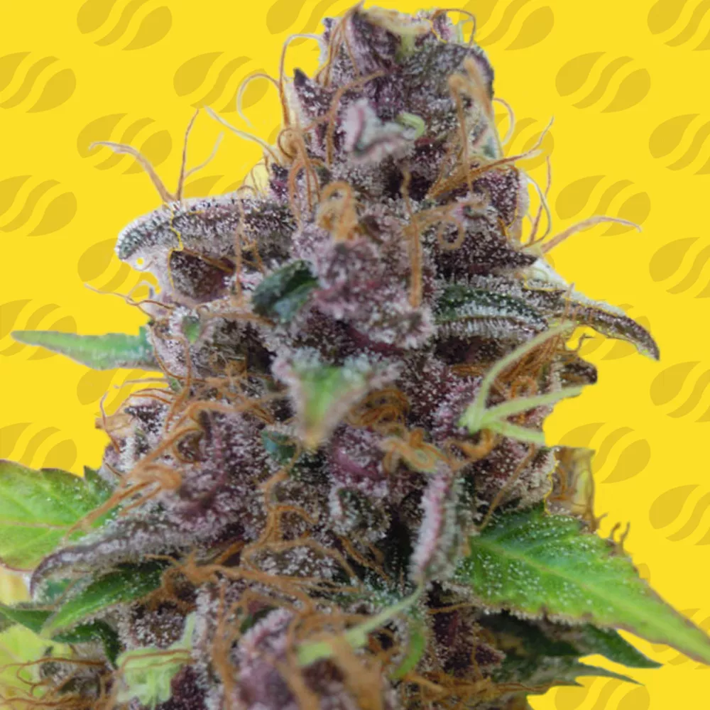 Gelato Auto Original Sensible Seeds