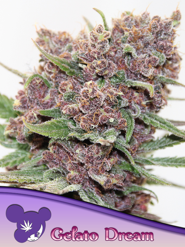 Gelato Dream von Anesia Seeds
