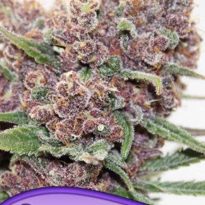 Gelato Dream von Anesia Seeds