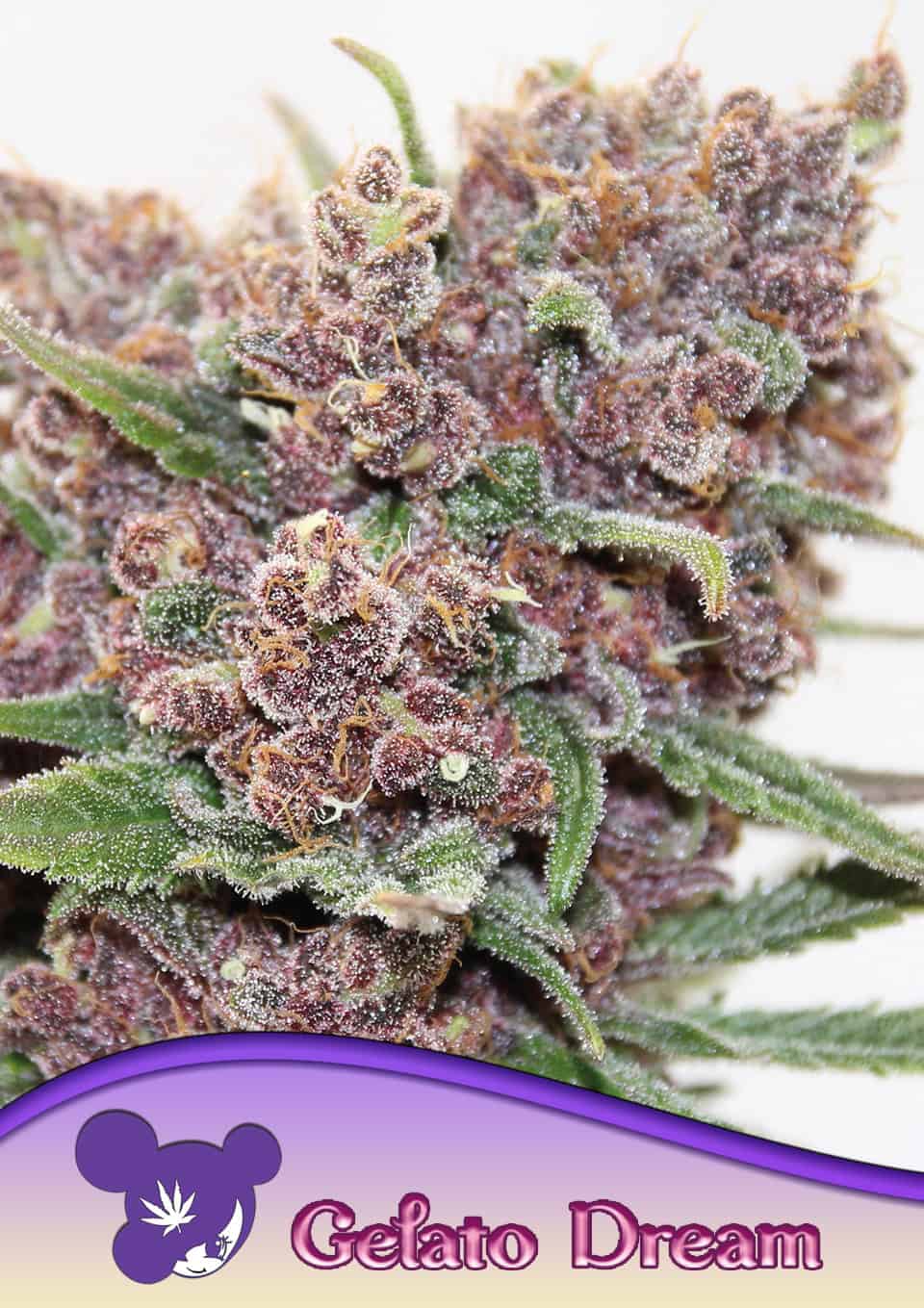 Gelato Dream von Anesia Seeds