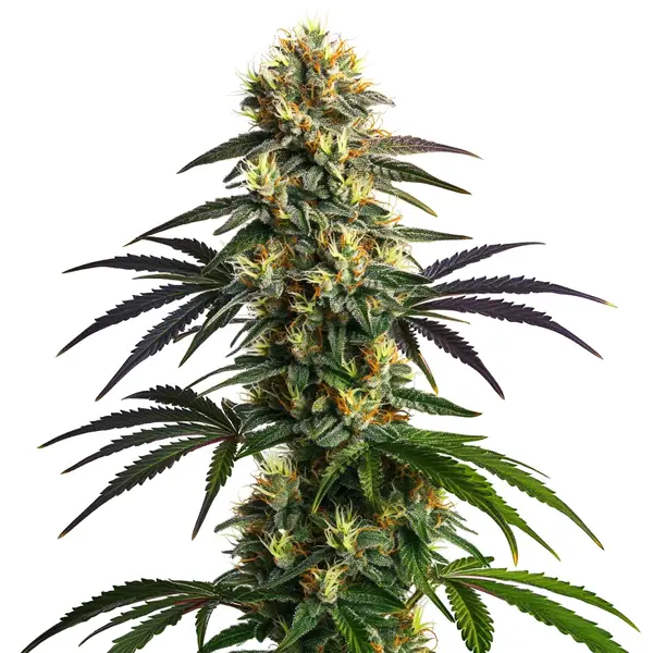 Gelato FBV Blimburn Seeds