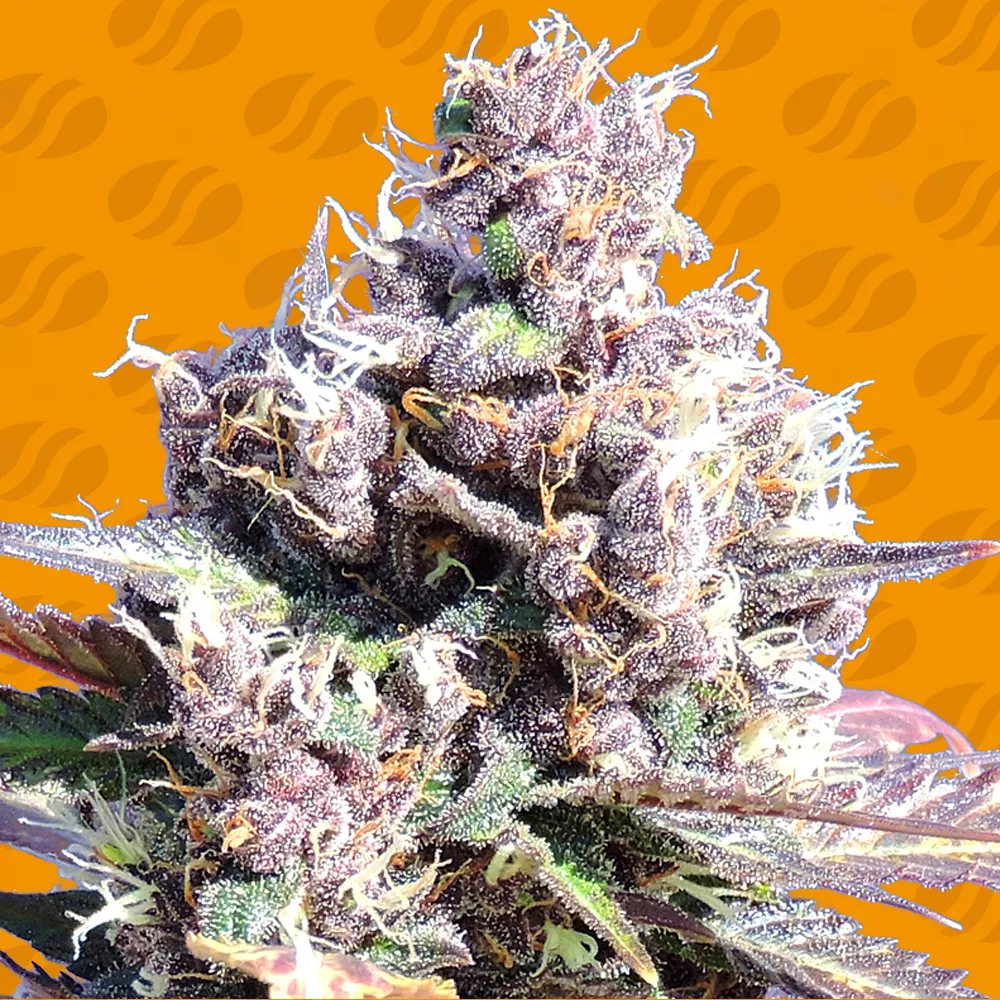 Gelato Original Sensible Seeds