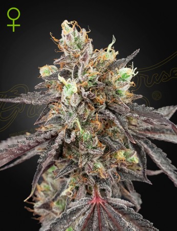 Gelato 41 x Gelato 41 Auto von Green House Seed Co.