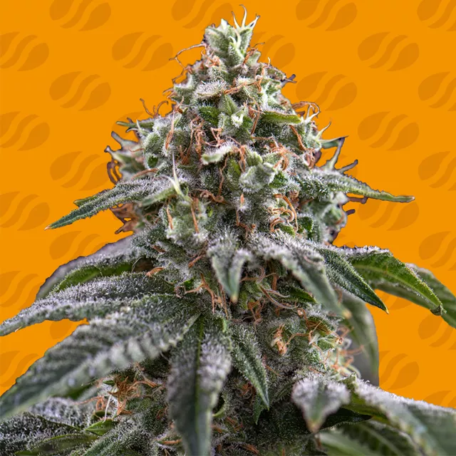 Ghost Train Power Original Sensible Seeds